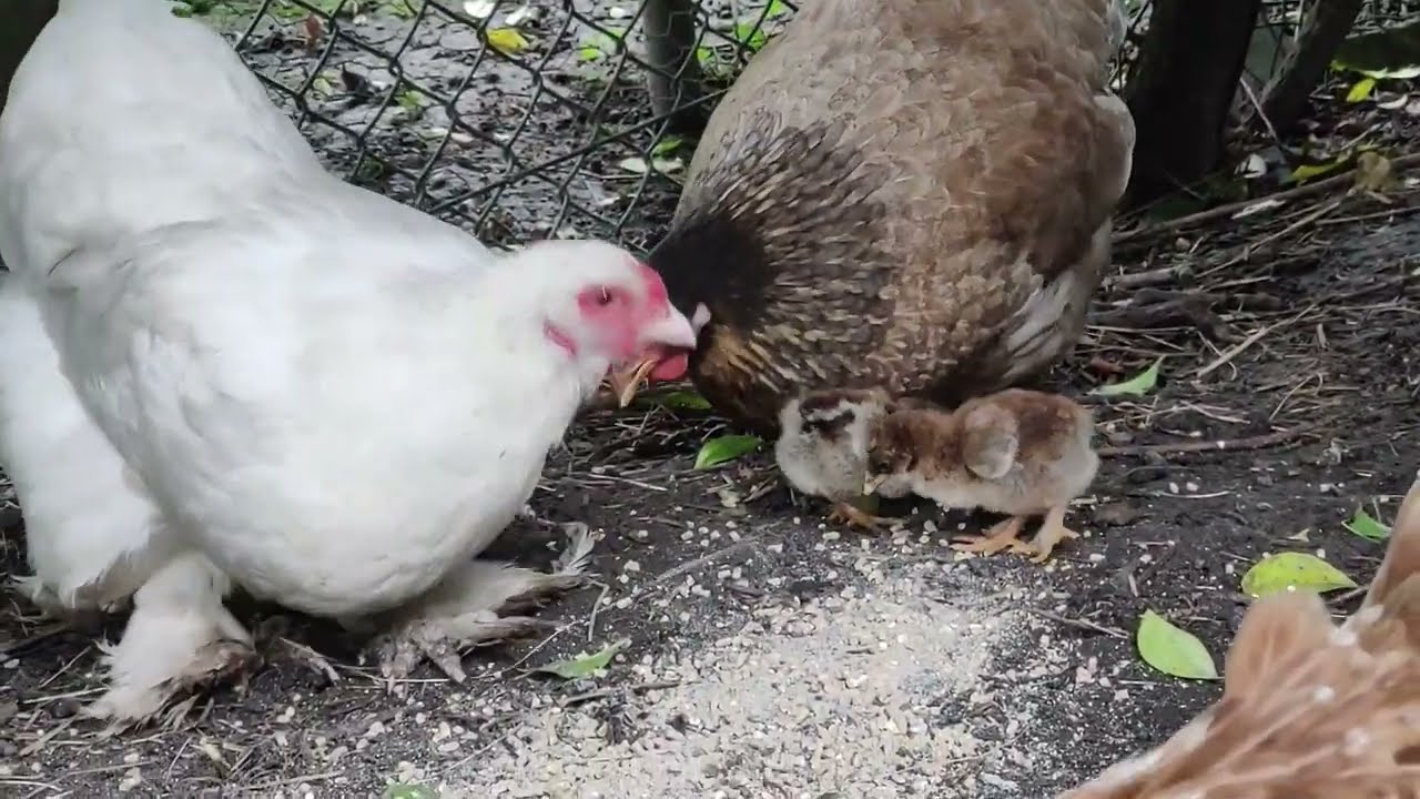 Toch WEER veel kuikentjes!! Hoe dan???. En ook nog 2 nieuwe bewoners....