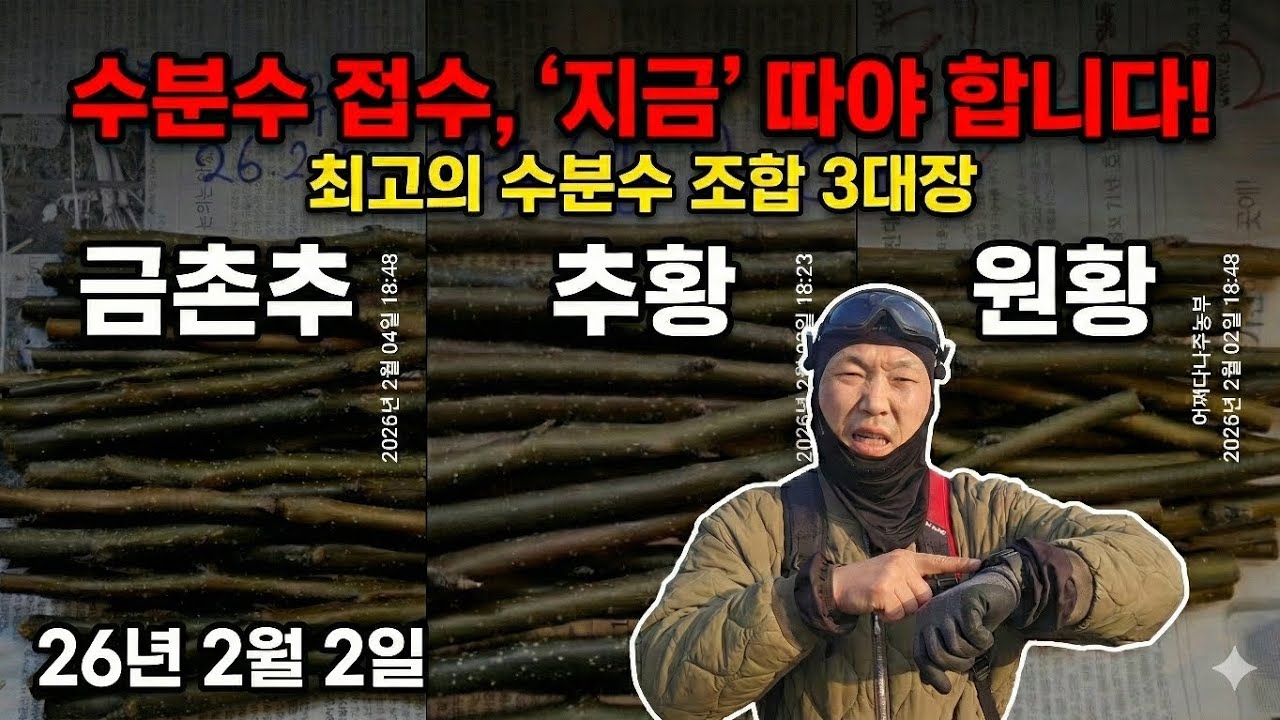 신고배 수분수(원황,추황,금촌추) 배치와 접수채취 - 26년 2월 2일 나주 금천 신고배 과수원 일지 p260202