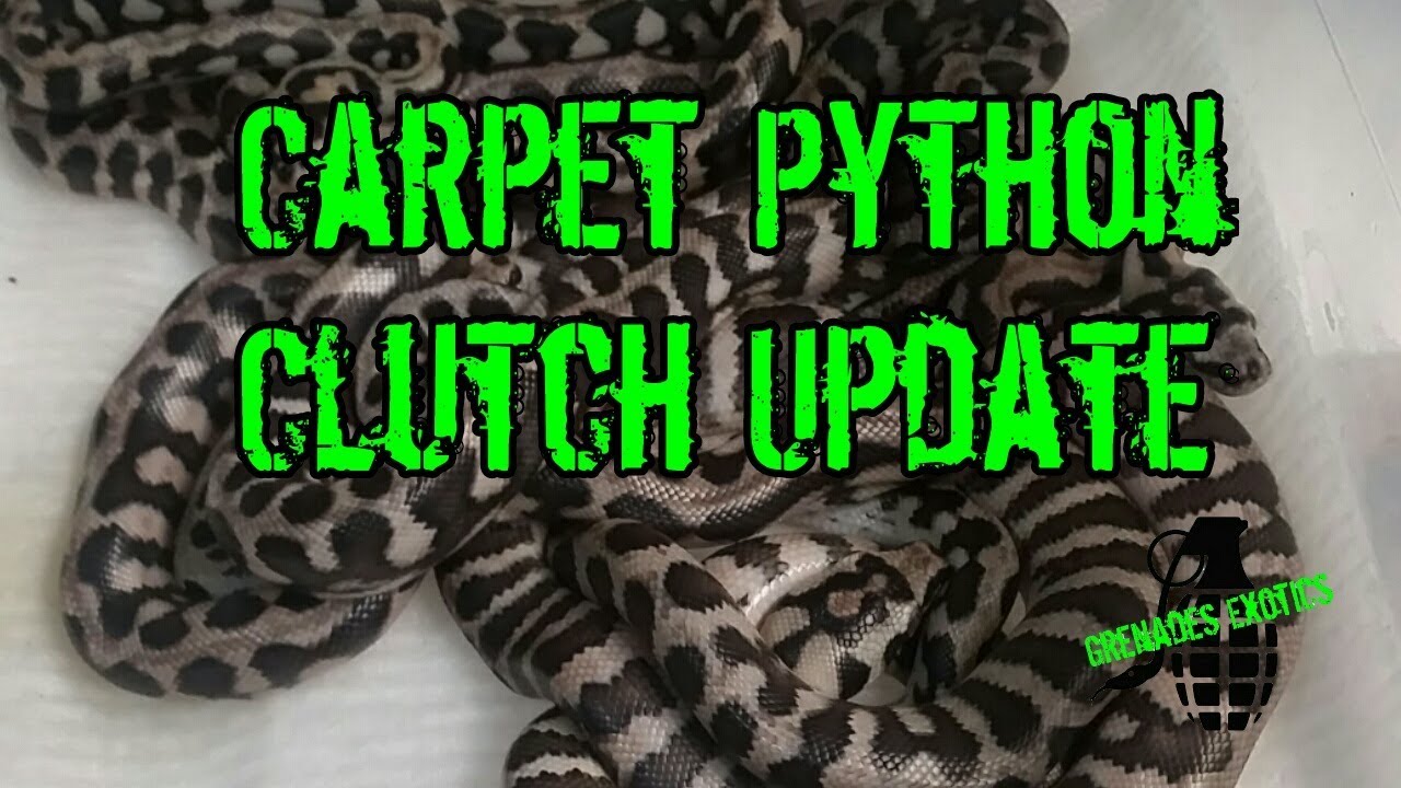 Carpet Python Clutch Update