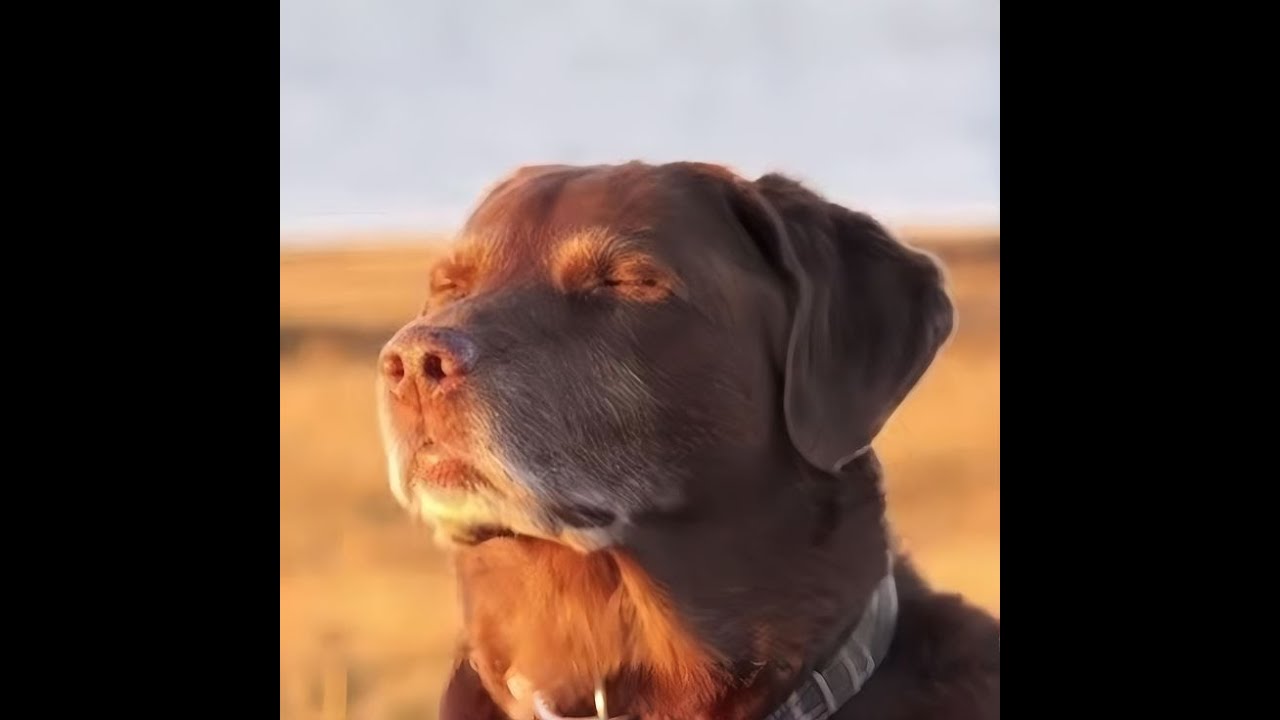 unite ranked but im not legend rank