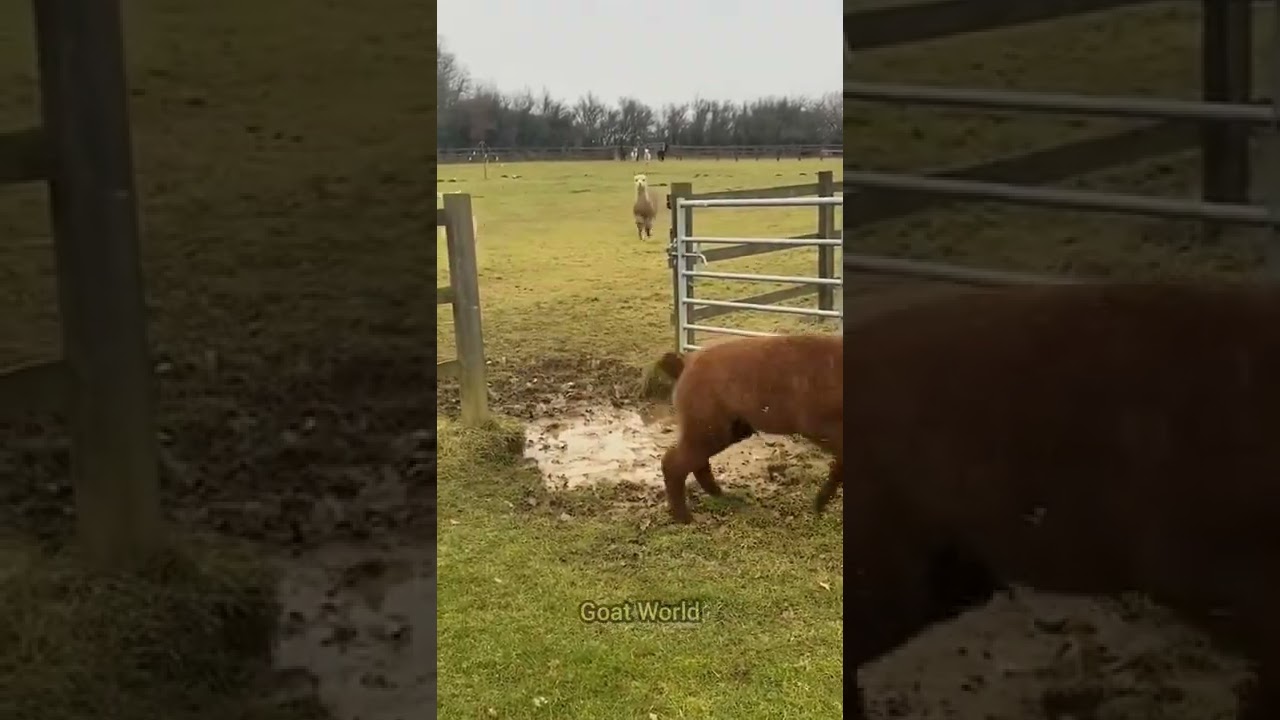 Beautiful Llama jumping. #shorts #tiktok #funnyvideo #viral  #trending #lama #funnyanimal #goats