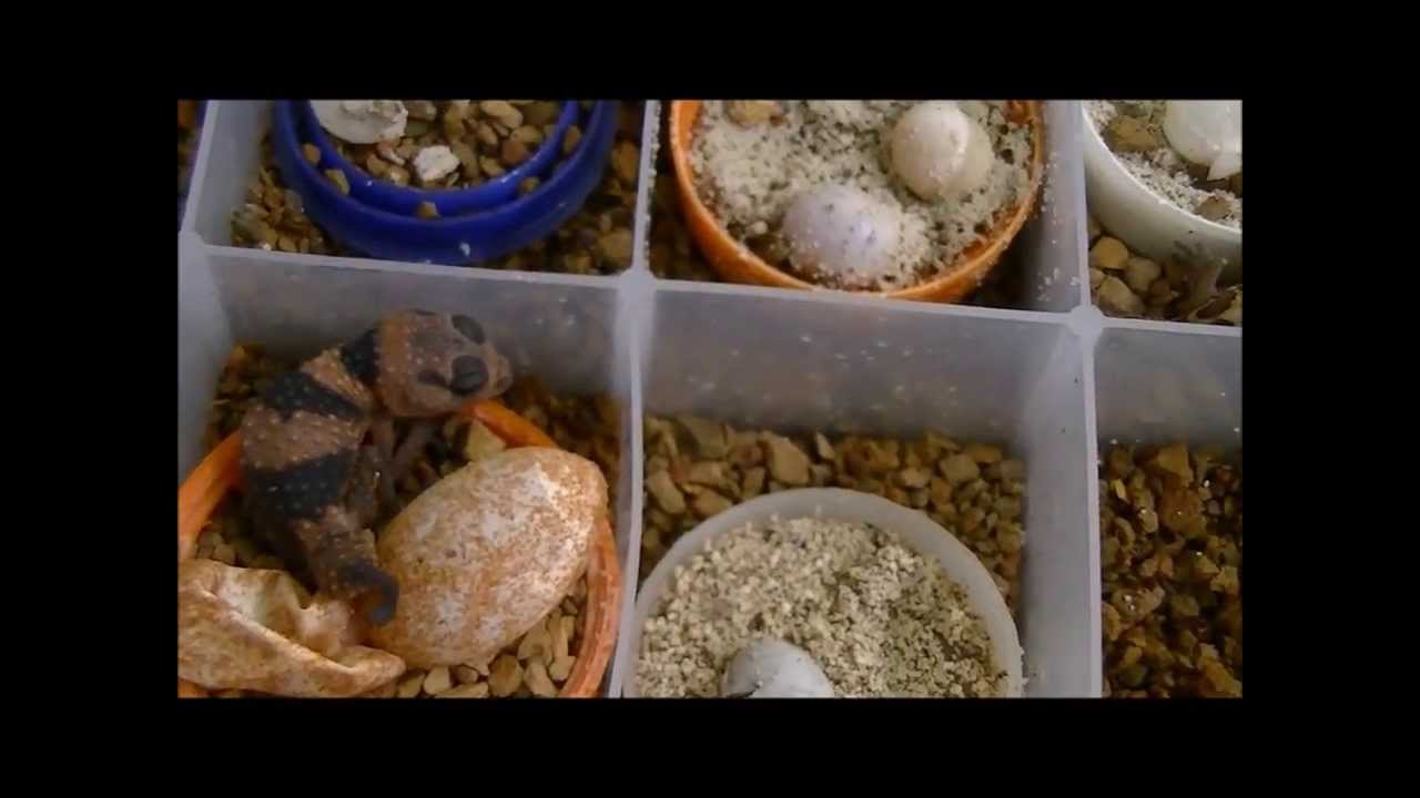 Nephrurus wheeleri baby