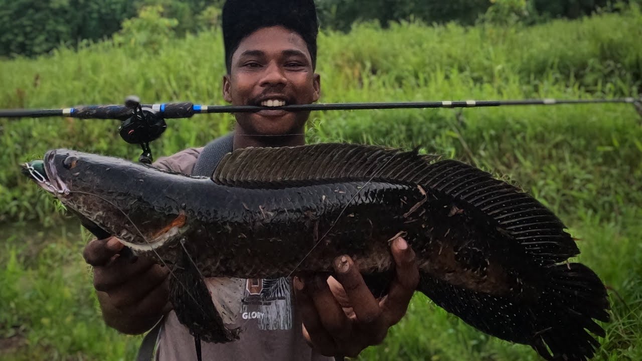 ചേറുമീനും വരാലും പിടിക്കാൻ 100% result ഉള്ള Frog lure |kerala fishing |varaal fishing #fishingvideo