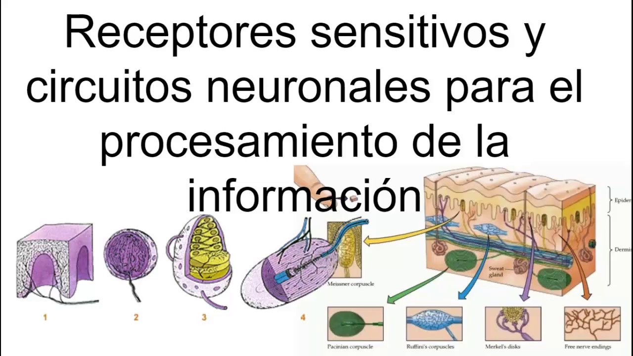 Receptores sensitivos, circuitos neuronales para el procesamiento de la información | Fisiología