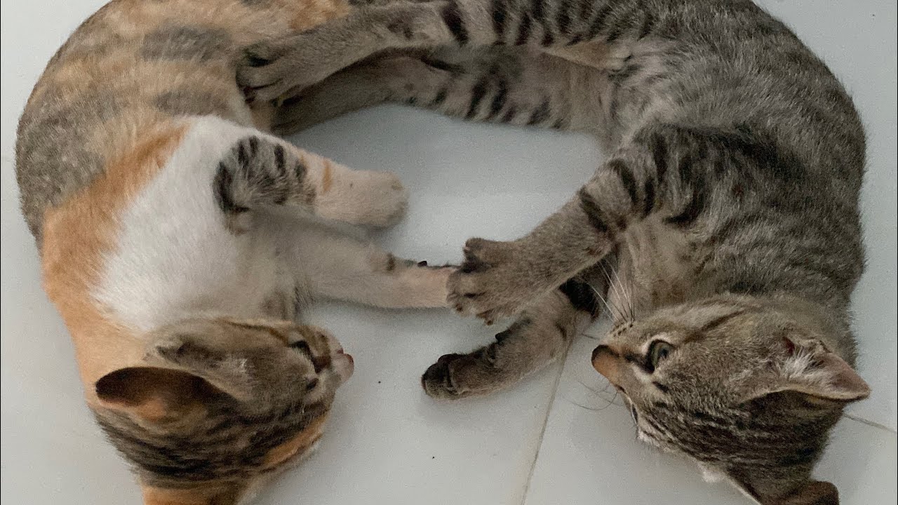These kittens are so cute and funny when they play with each other 🤪 Adorable cute cat video