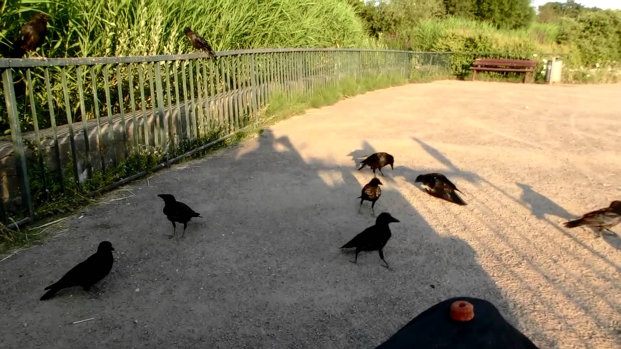 crow teen gang