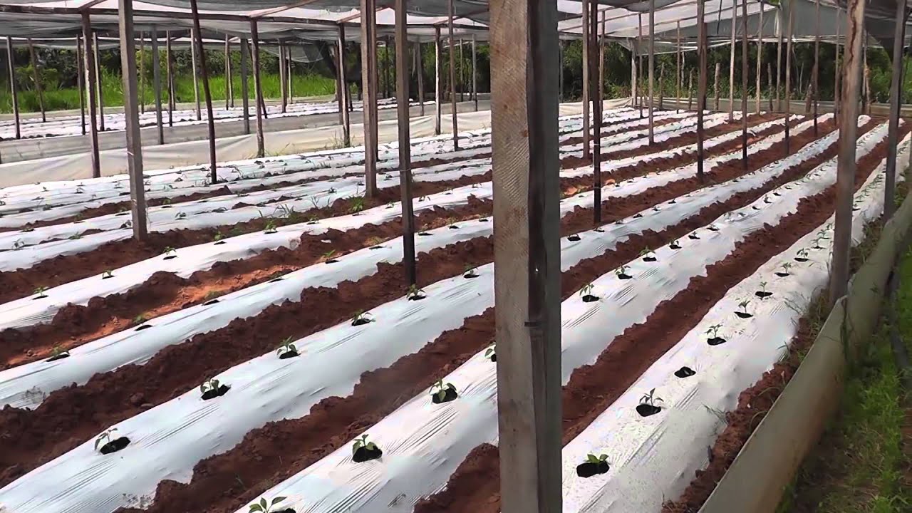 PY PRODUCTIVO PRODUCCION DE TOMATE 2 18 03 2015