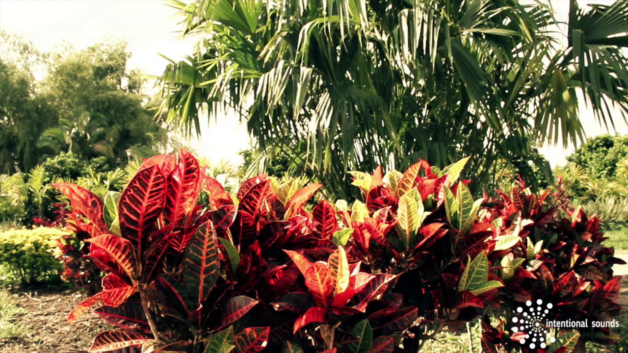 1 HOUR BEST COLOURFUL TREE RELAXATION  I Relaxation Serie @intentionalsounds