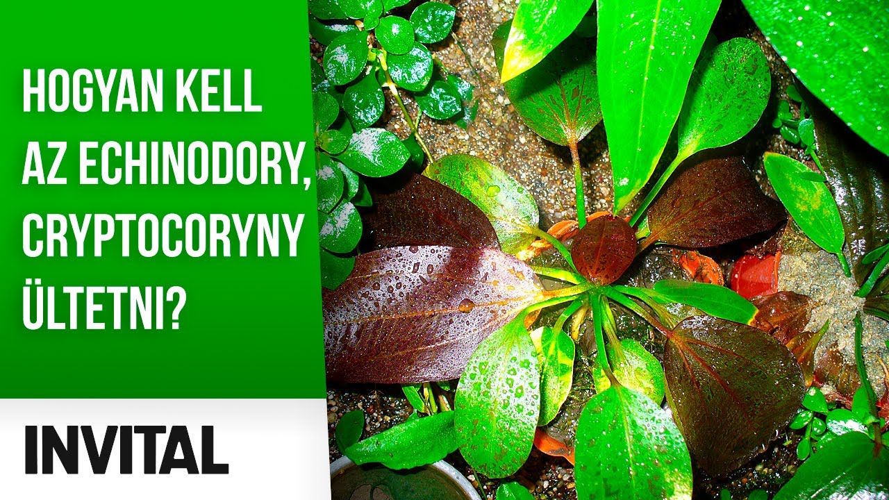 Hogyan kell az Echinodory, Cryptocoryny ültetni? | INVITAL 🌱