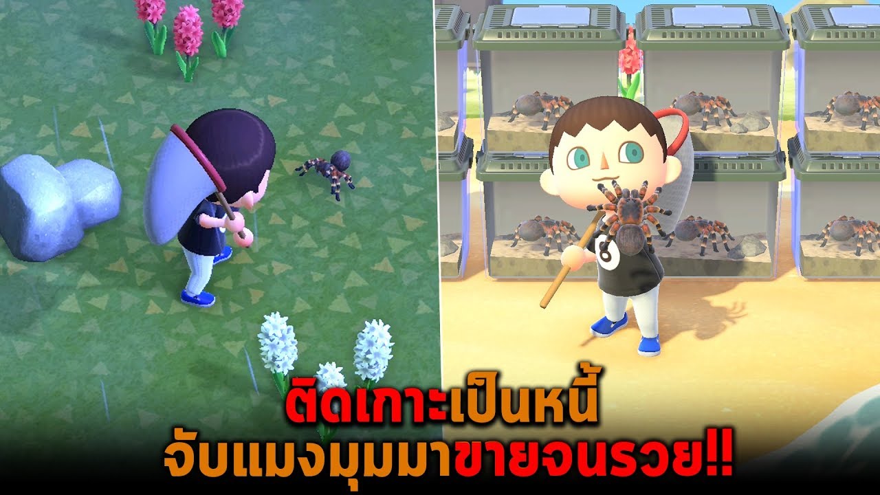ติดเกาะเป็นหนี้ จับแมงมุมมาขายจนรวย