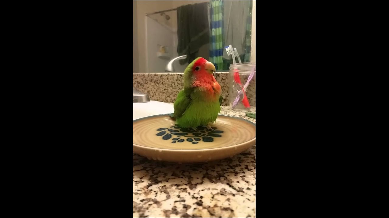 Lovebird Bath!