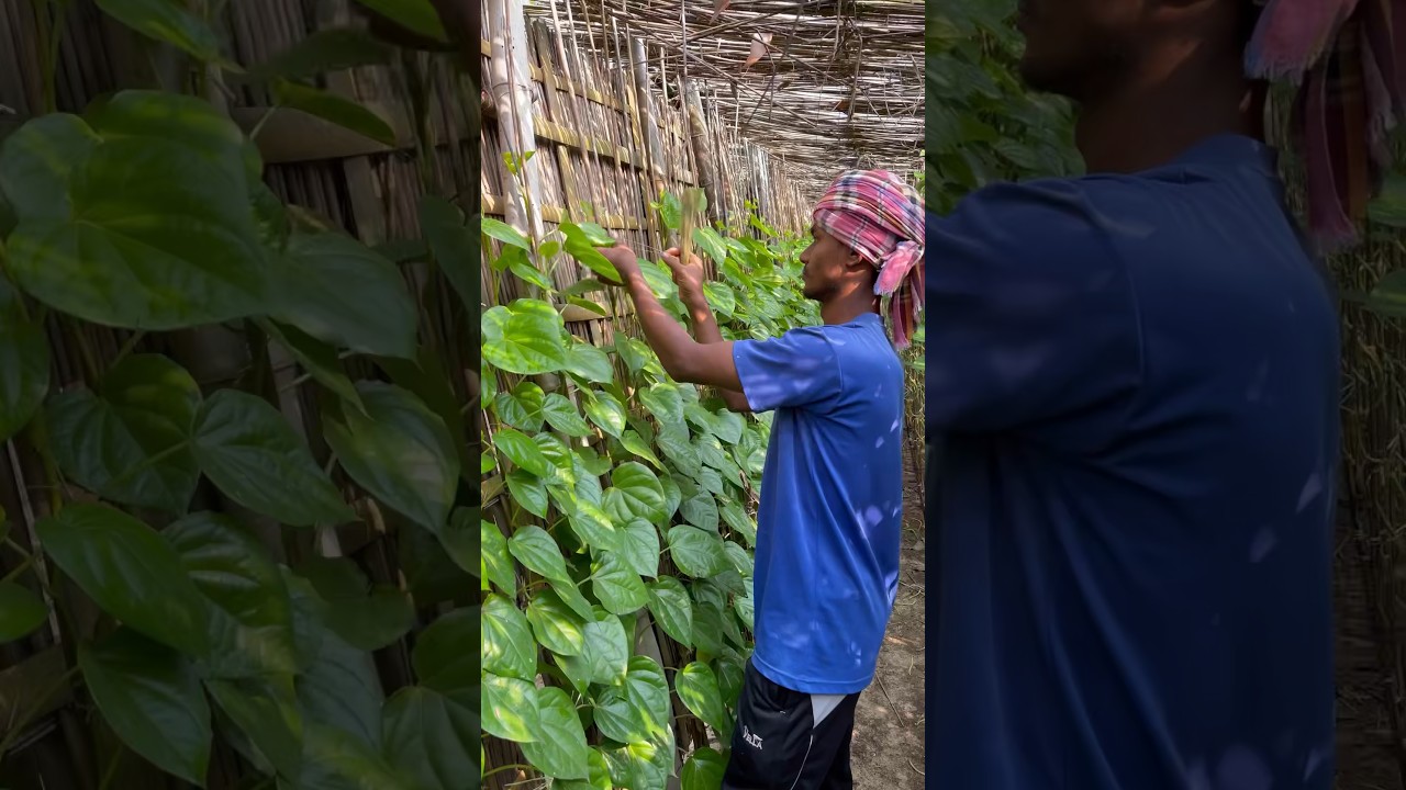 Betel Leaf ( Paan ) Harvesting and Processing in Village #shorts