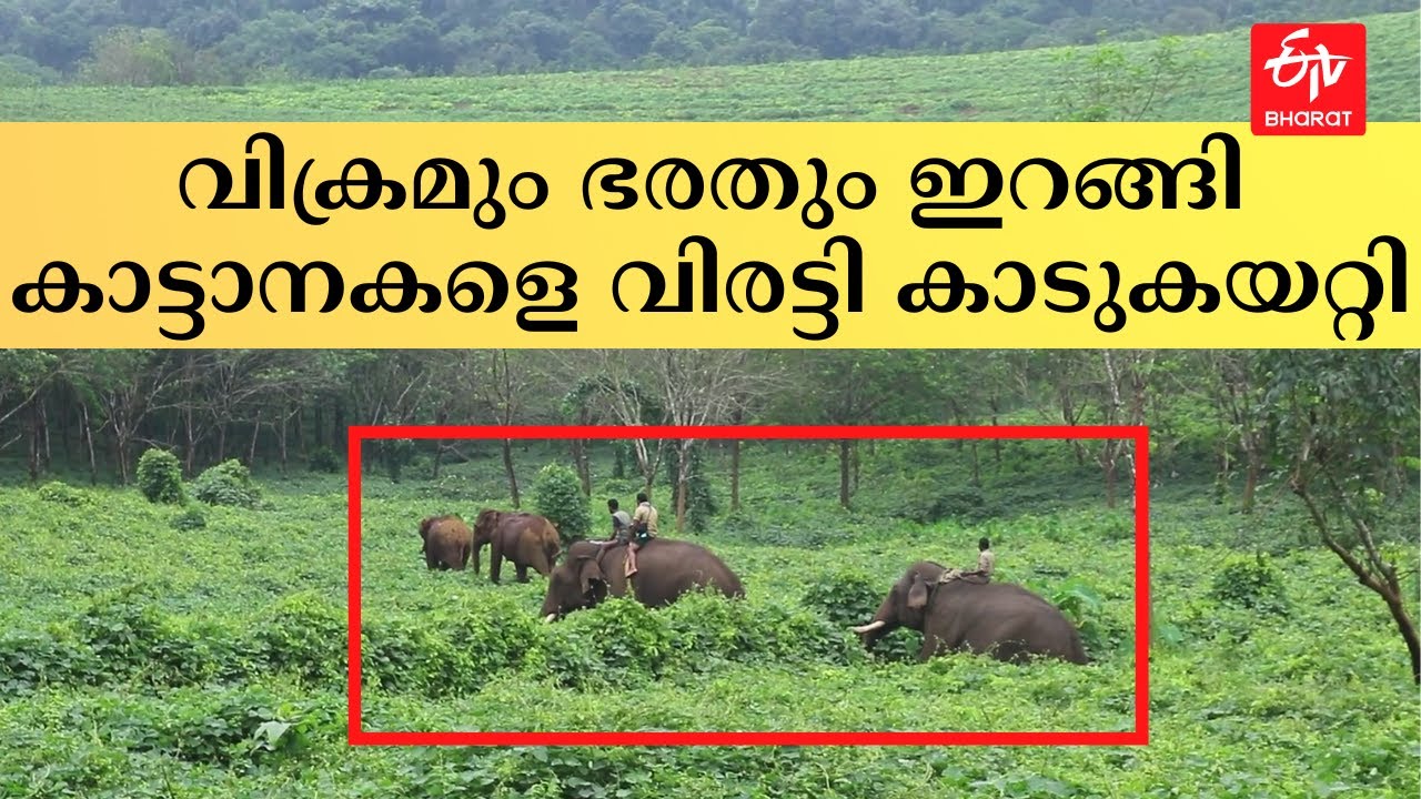 വിക്രമും ഭരതും ഇറങ്ങി, കാട്ടാനകളെ വിരട്ടി കാടുകയറ്റി കുങ്കികള്‍; തുരത്തല്‍ ദൗത്യം|MISSION PALAPPILLY