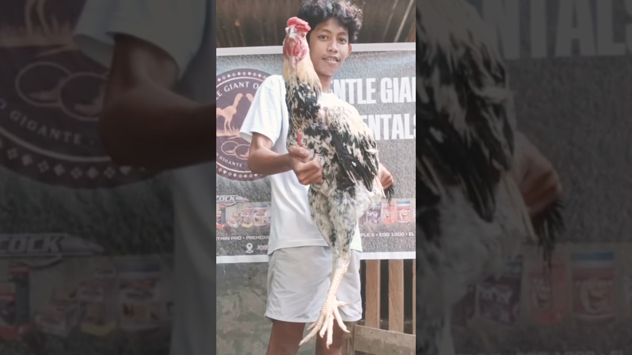 INDIO GIGANTE #ayam #shamo #chickenbreed #farming #chicken #shamobreed #chickentype #&iacute;ndiogigante