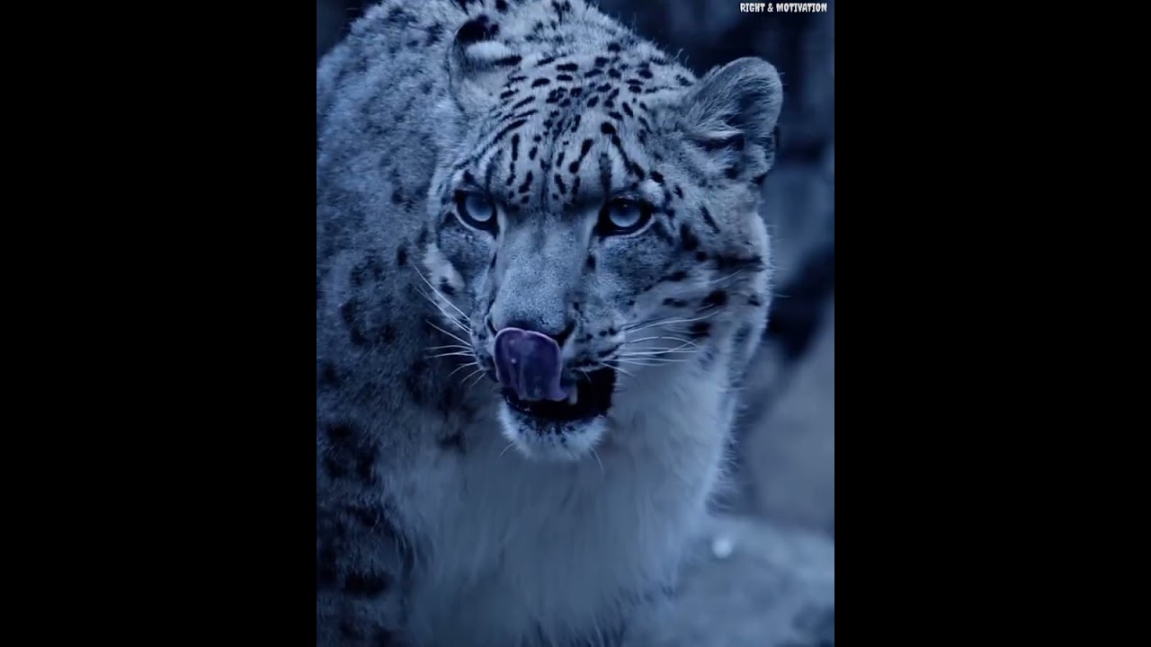 8 best beautiful animal 