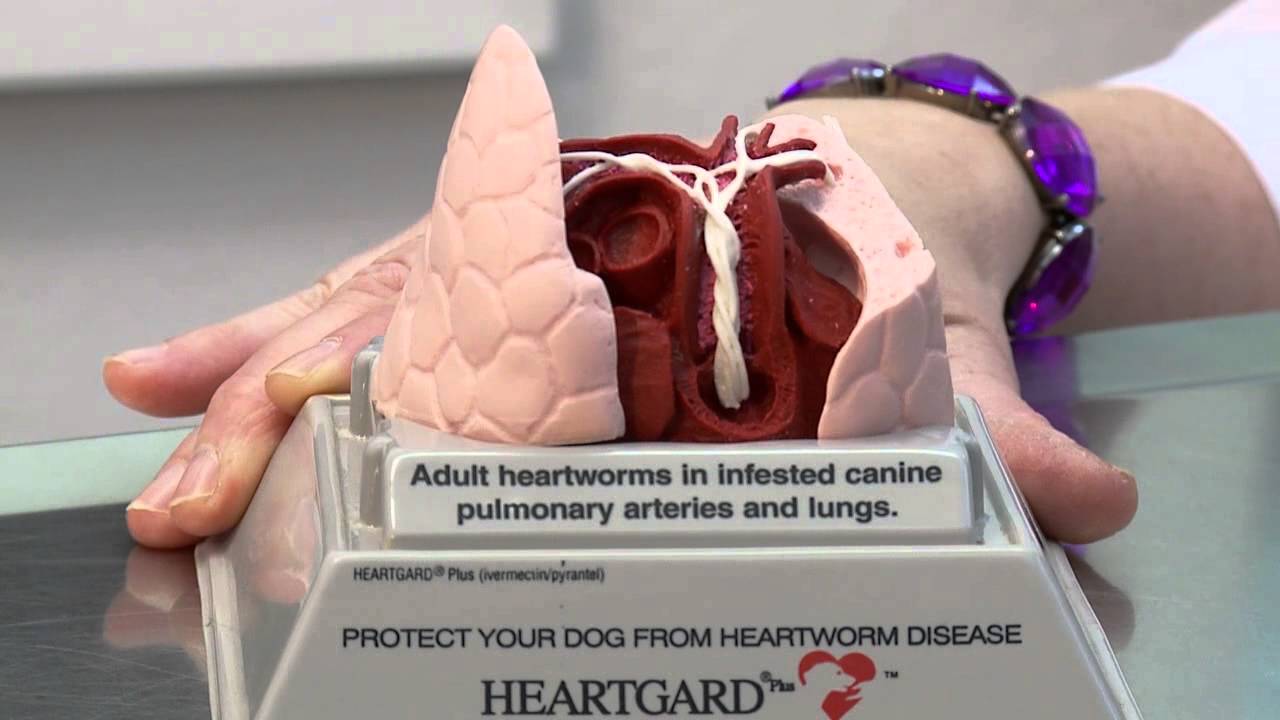 Dr. Damron explains what Heartworm is and how to prevent it