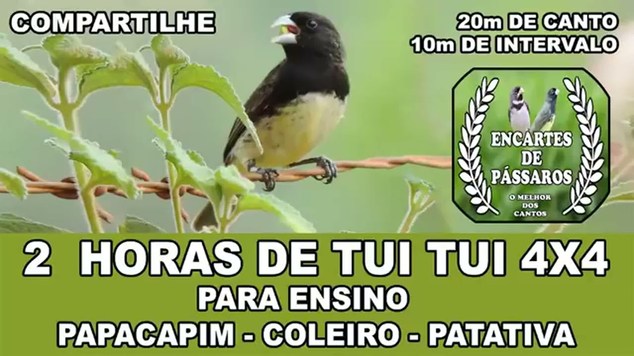 2 Horas de TUI TUI 4x4 -- Para Ensino   PATATIVA, PAPACAPIM