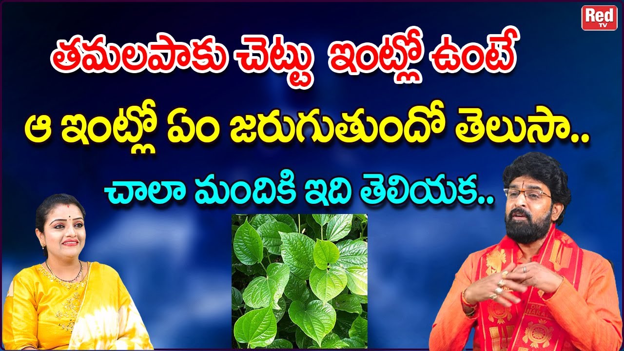 తమలపాకుచెట్టు ఇంట్లో ఉంటే ఆ ఇంట్లో ఏం జరుగుతుందో తెలుసా తెలిస్తే ఆశ్చర్యపోతారు| Vikramaditya |RedTYV
