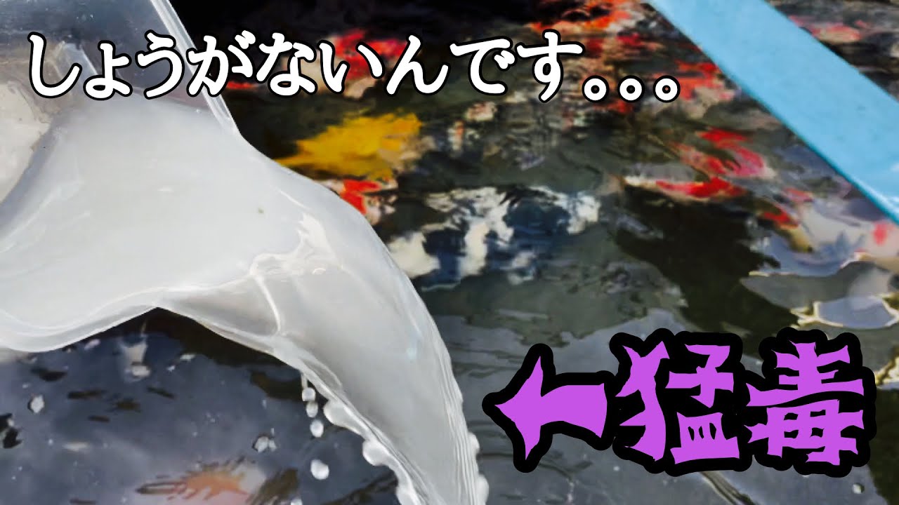 錦鯉の池に劇薬を入れてアイツをヤる