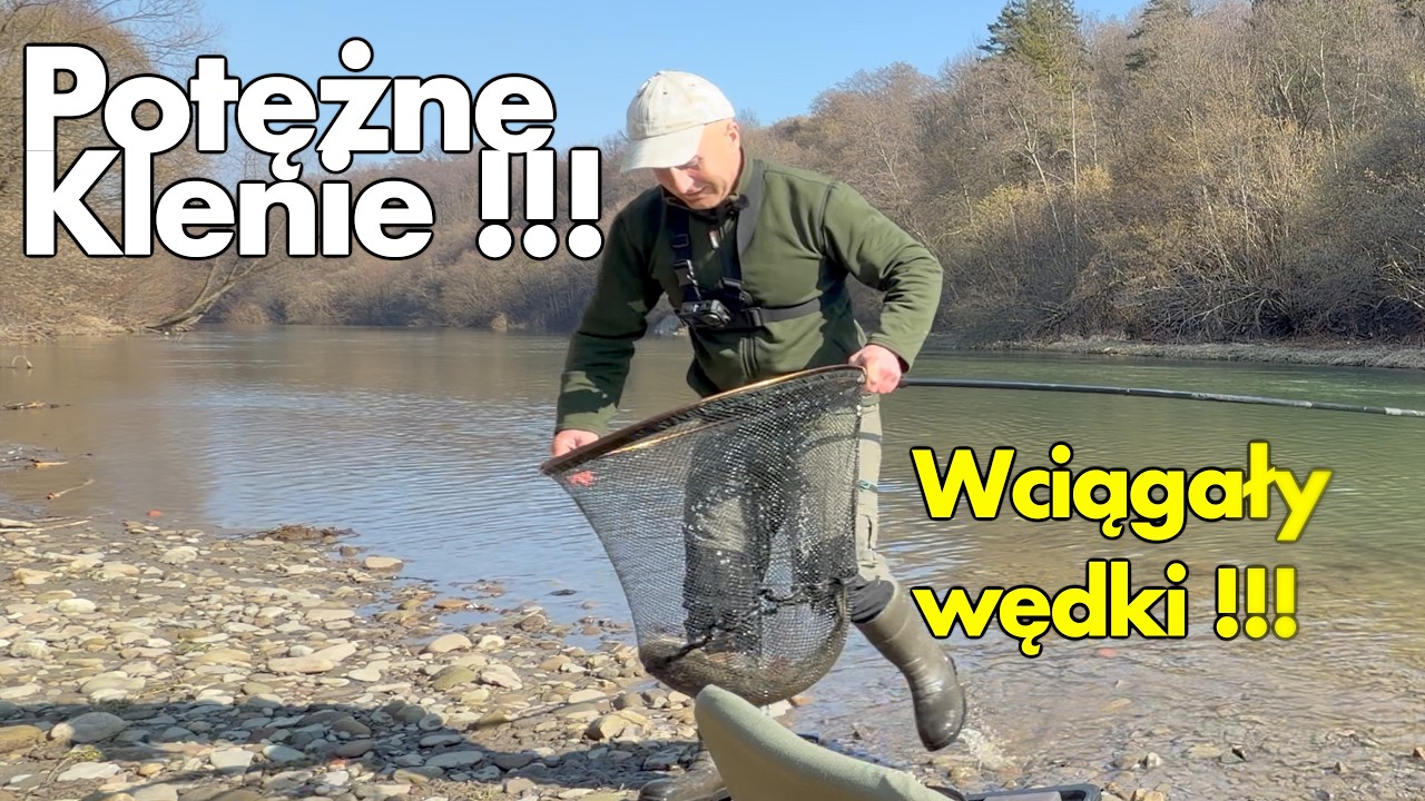 POTĘŻNE KLENIE Z G&Oacute;RSKIEJ RZEKI !!! NOWY REKORD !!! SZOK !!!