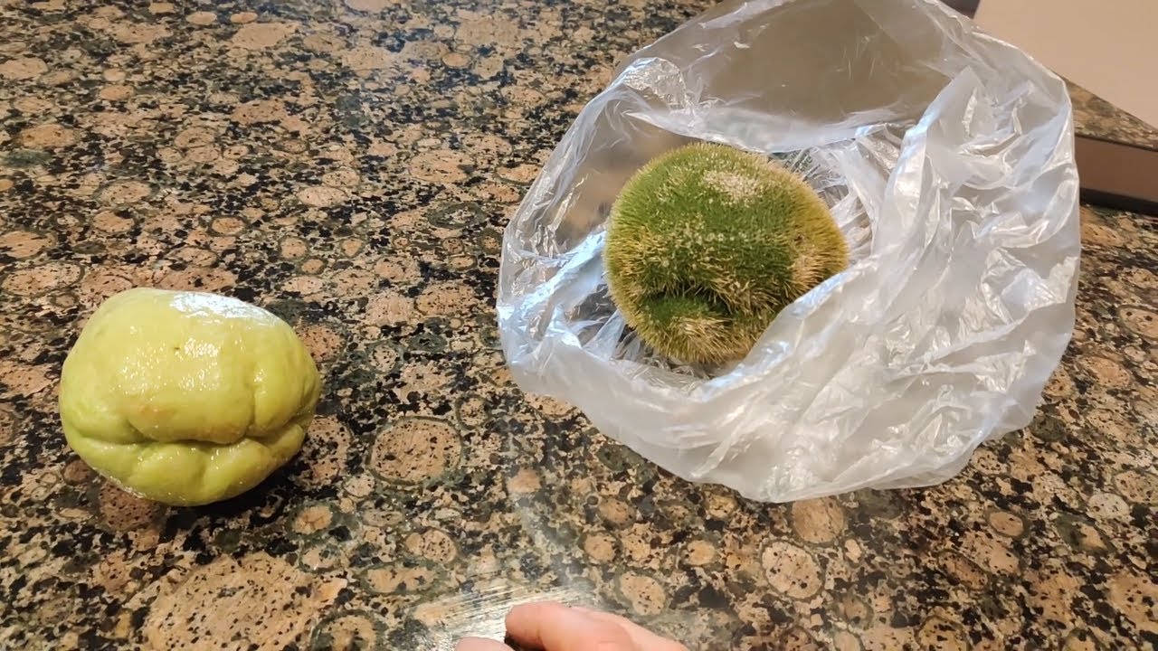 Smooth Chayote vs Prickly Chayote - Choko - Mirliton