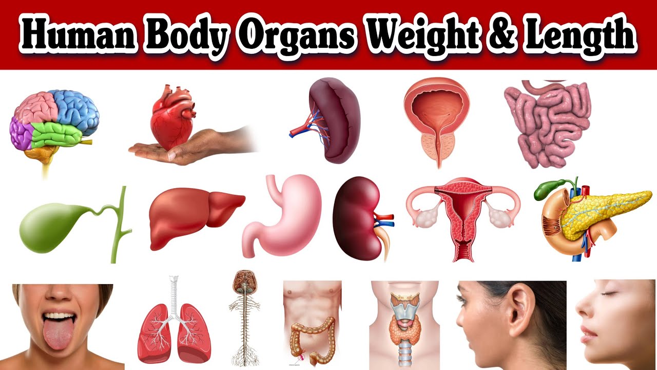 Human Body Organs Weight and Length