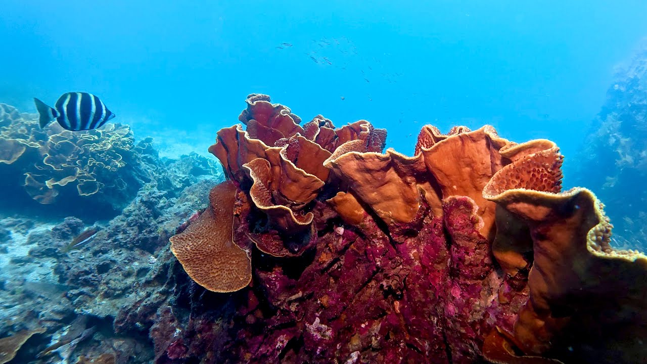 Snorkelling Cape Le Grand: Coral and Skippy