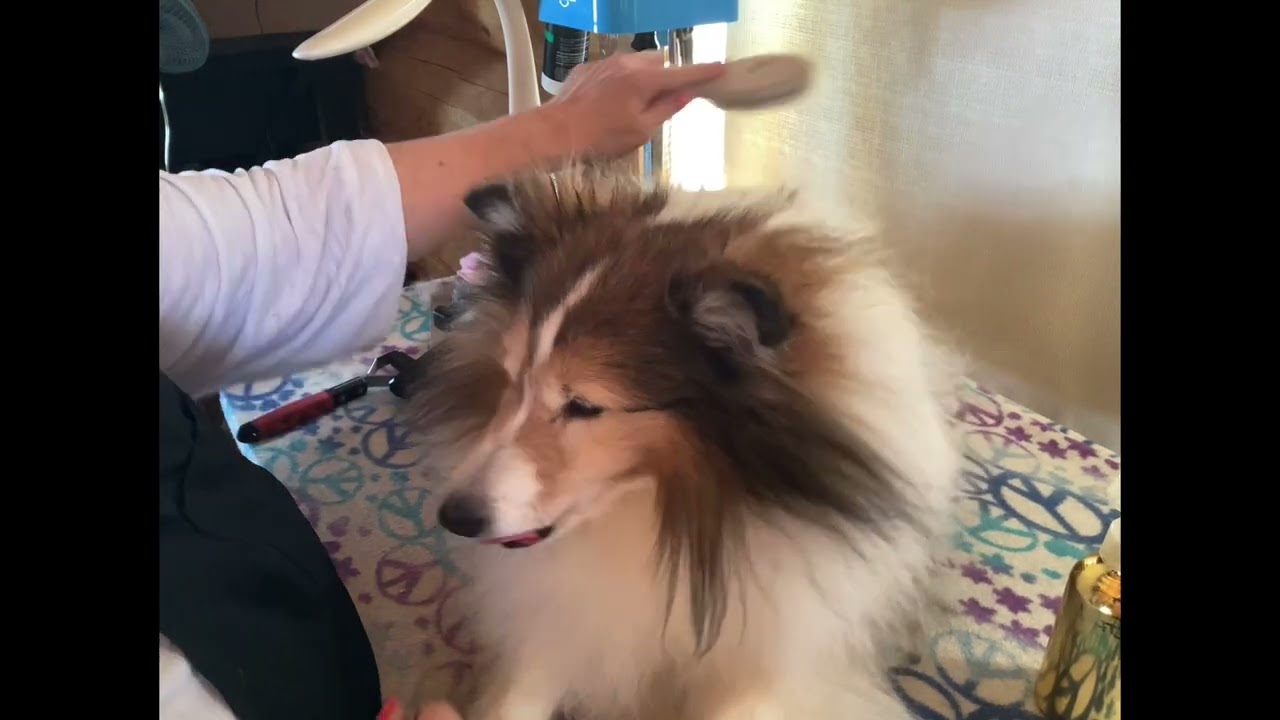 Grooming Shelties: Brushing Part 3, Chest and Ruff