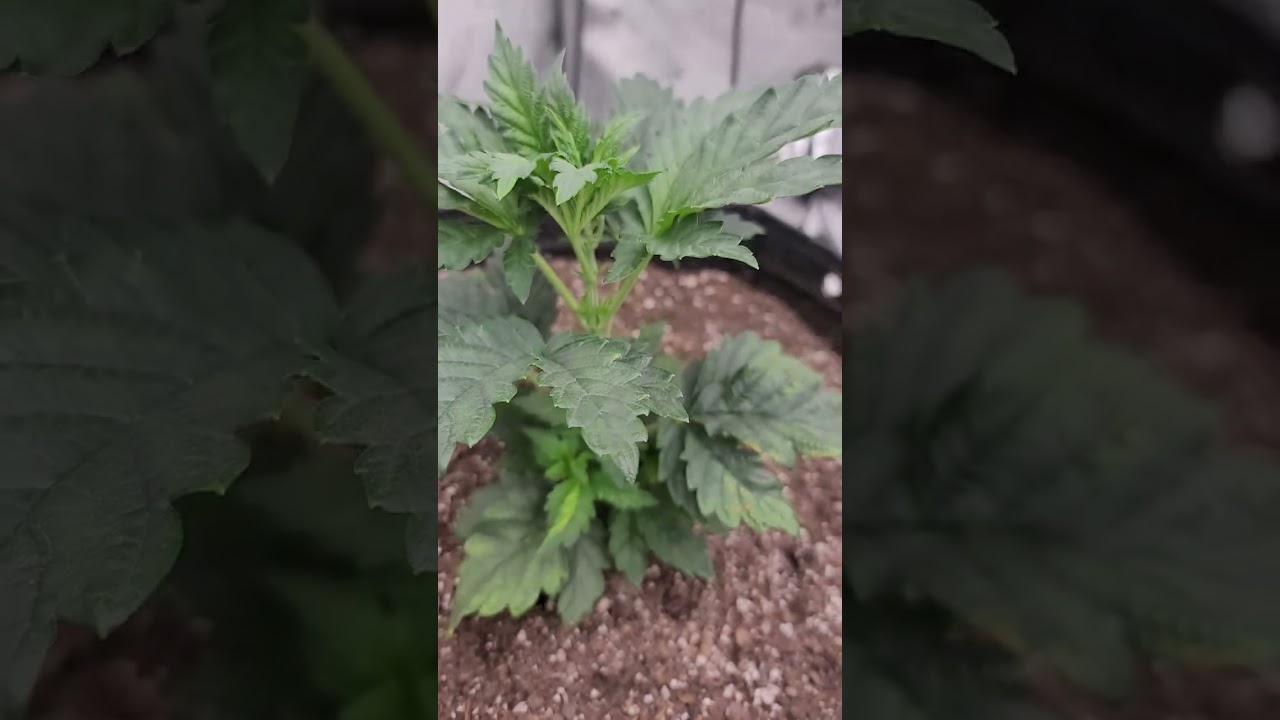 Growers Gauntlet update #6 The garlic budder topped itself!