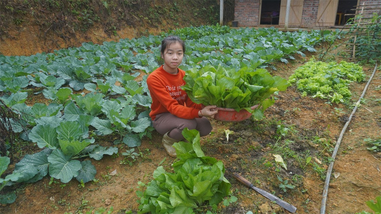 Caring for green vegetables after 2 months of planting and harvesting to making pickled vegetables