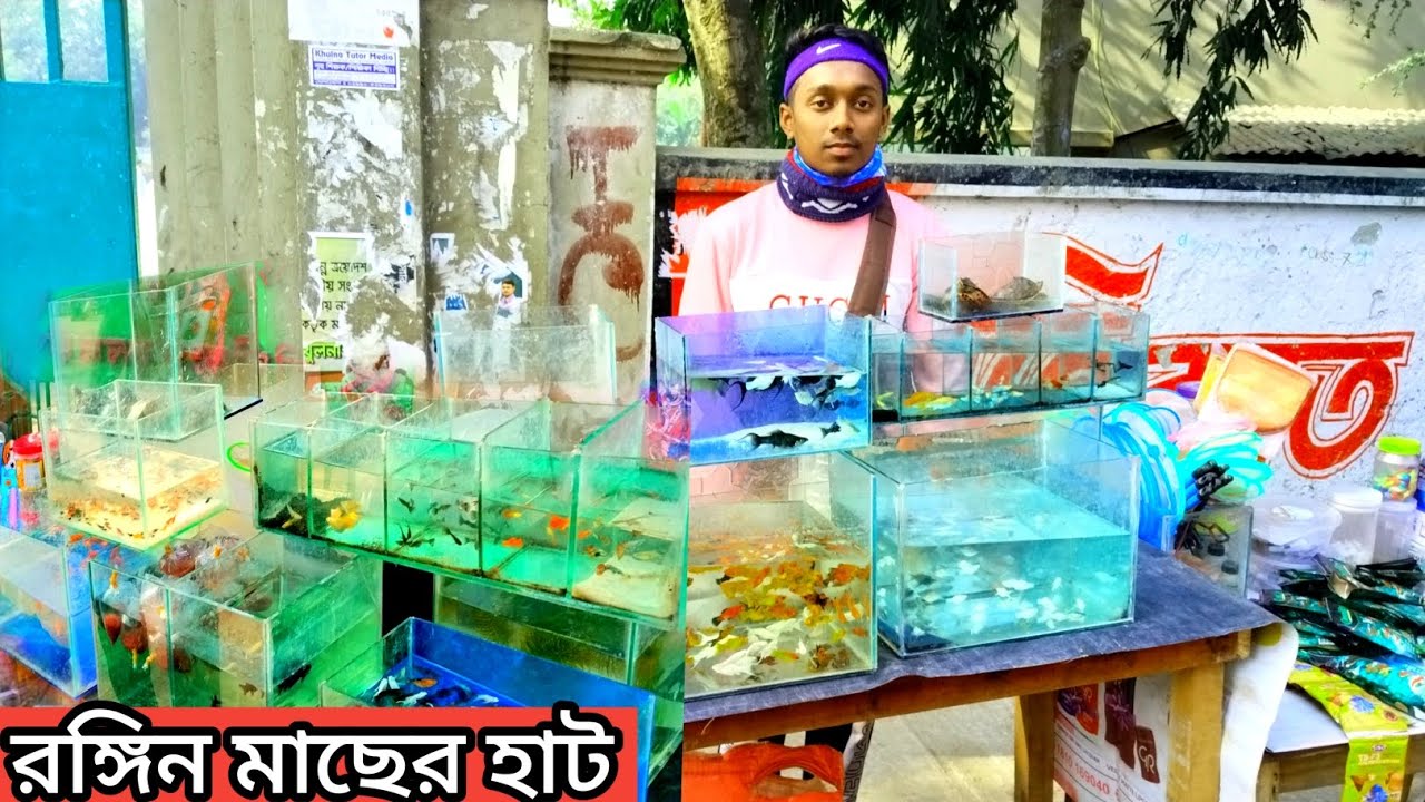 25 টাকায় 🔥মাছ ও অ্যাকুরিয়াম কিনুন | aquarium fish price in bangladesh | Khulna fish market 2026