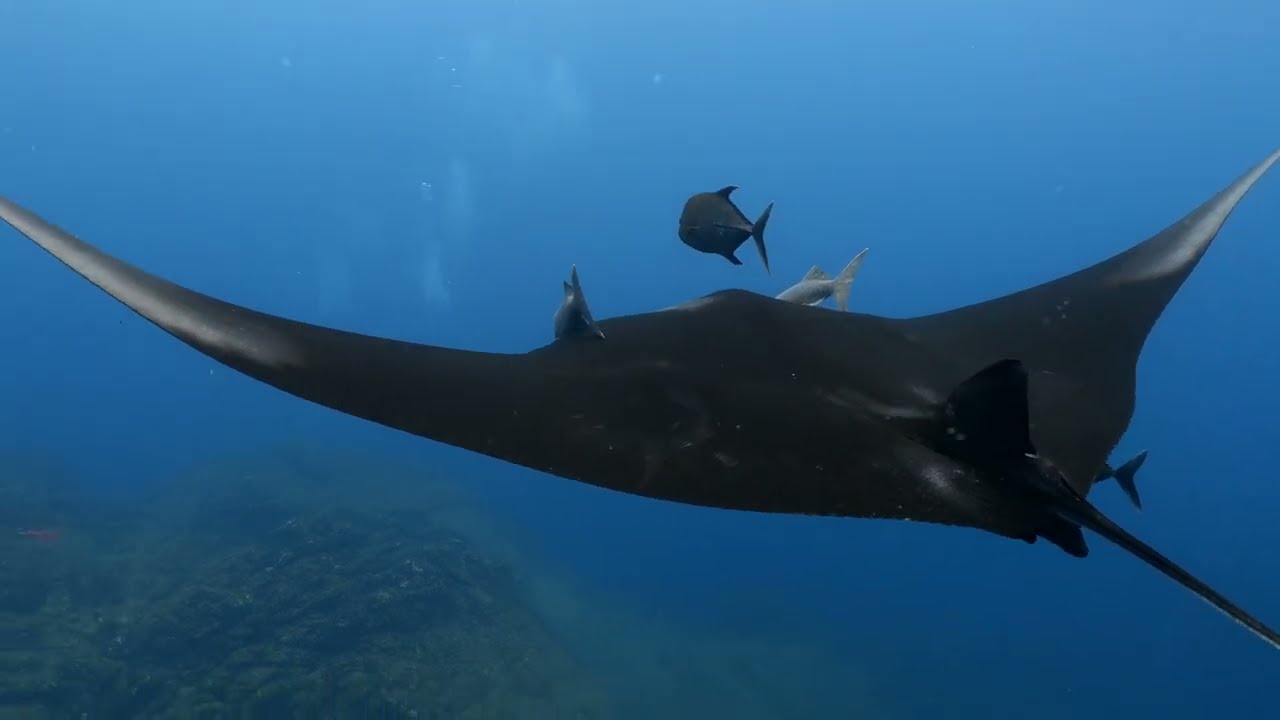 Revillagigedos Dolphins and Mantas (March 2023)