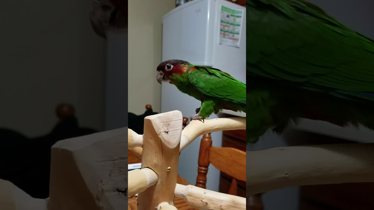 Blue throat conure
