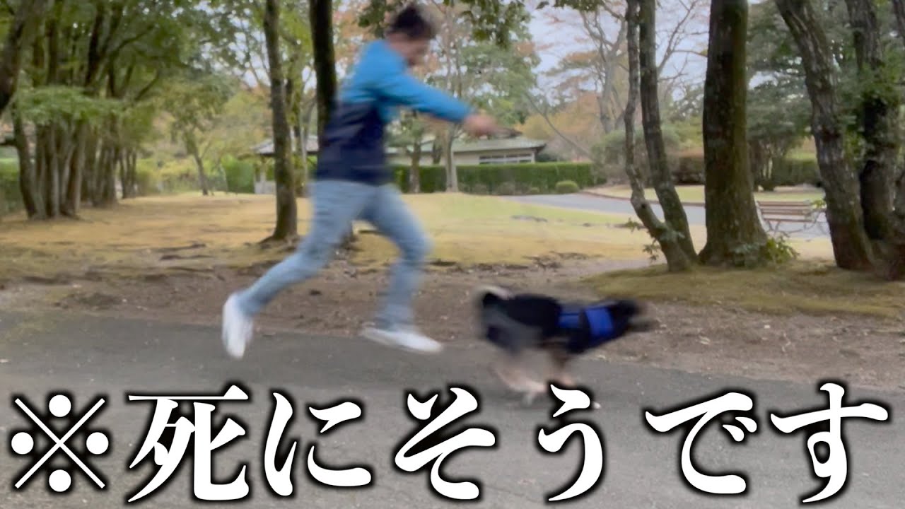 飼い主がワクチンの副反応でも散歩に妥協は許さないウチの保護犬。