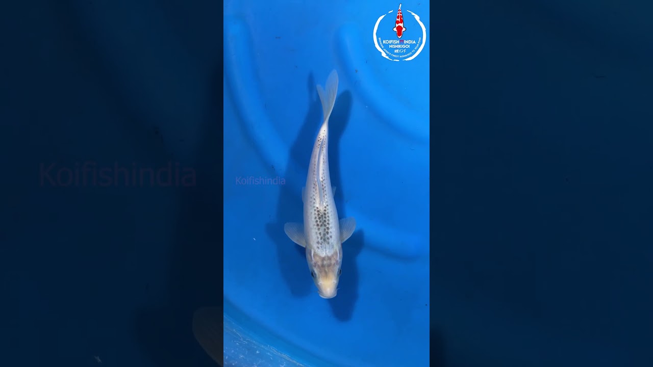 Blue Asagi  29cm – Hosokai Koi Farm NFP5 7 Imported from JapanBuy Japanese Koi Fish Online in India
