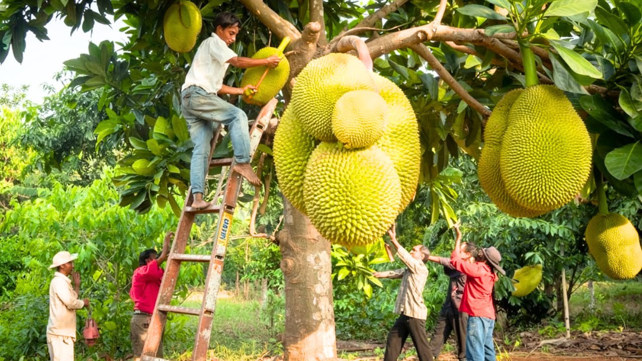 Amazing Thai Jackfruit Farm Production | How Thailand Grows & Produces Street Food