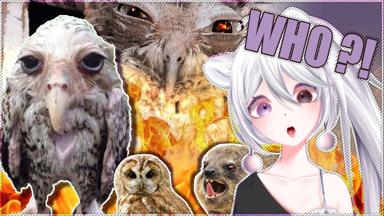 Owls are a Threat to National Security | Casual Geographic