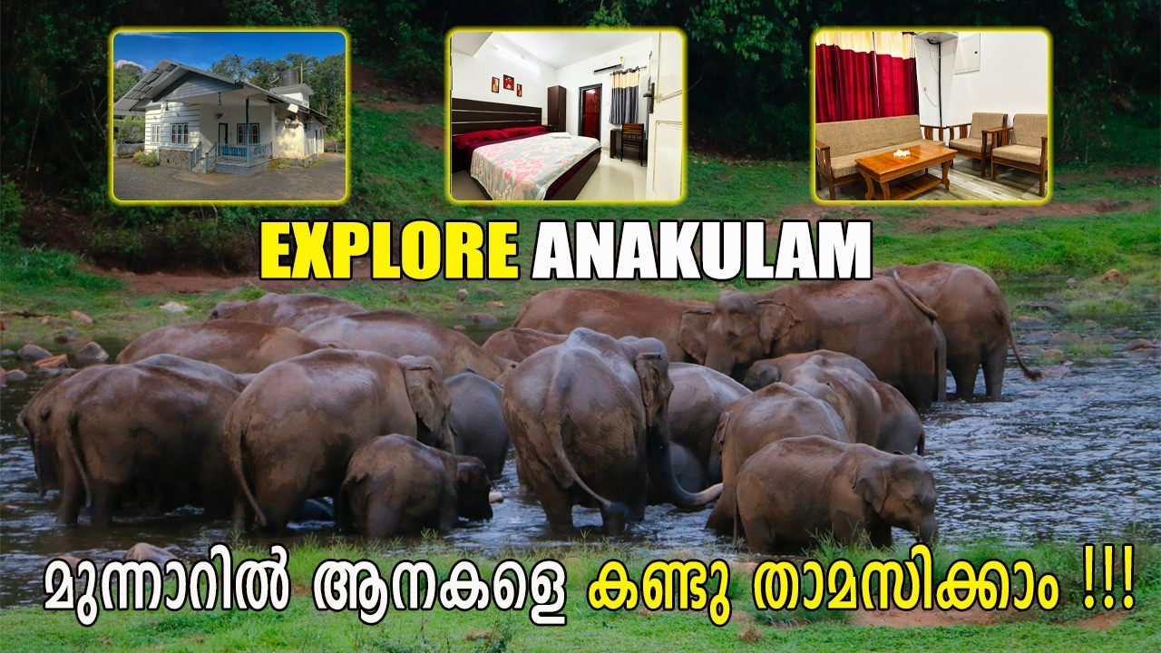 മൂന്നാറിൽ കാടിനുള്ളിൽ ആനകളെ കണ്ടു അരുവിയുടെ തീരത്ത് താമസിച്ചാലോ ?