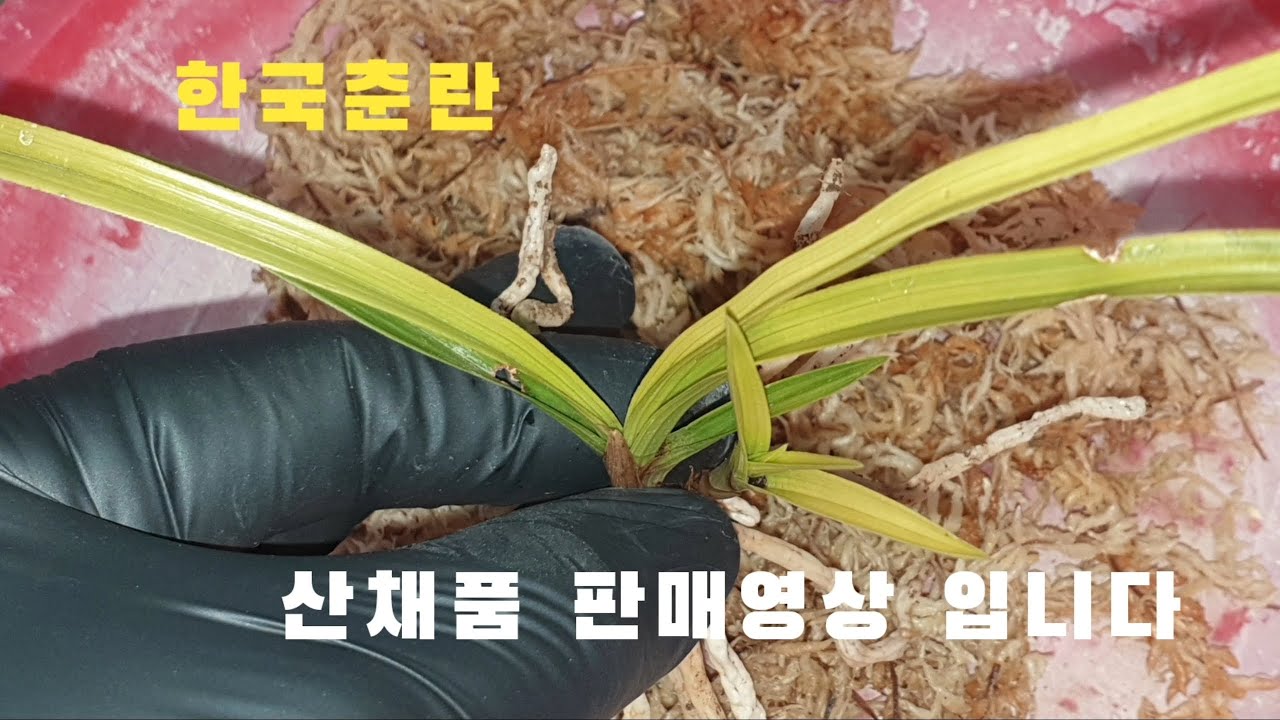 #춘란#산채품 판매영상 입니다#난초랑