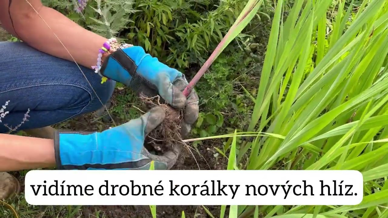 Jak vyjmout hlízy gladiol na zimu