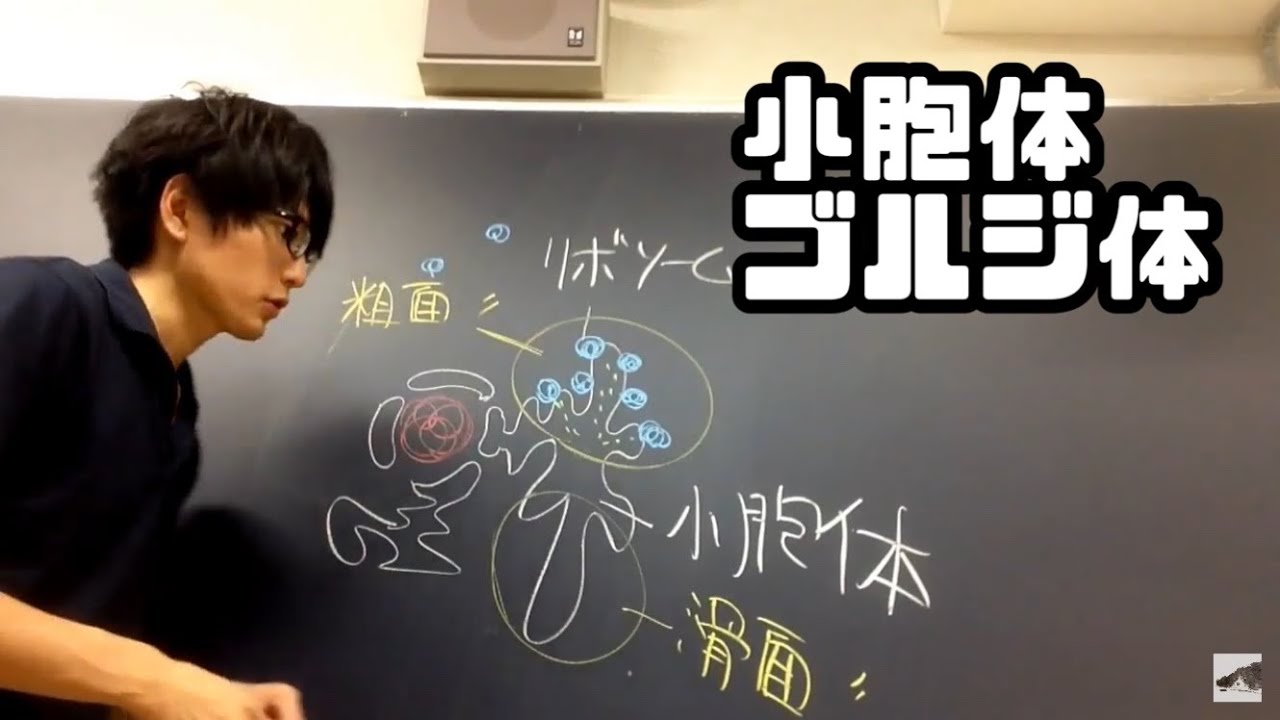小胞体とゴルジ体【物質の輸送】 　高校生物