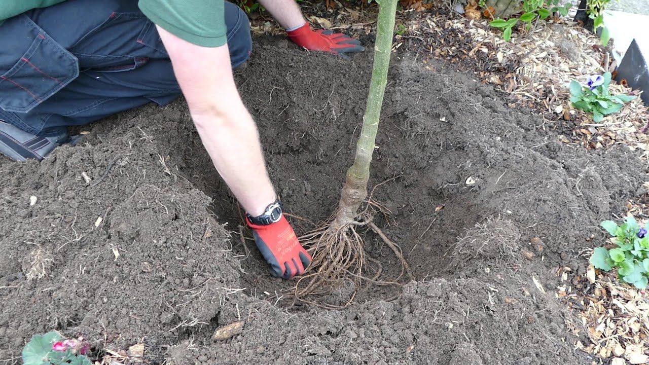 Planting Bare Root Laburnum Trees