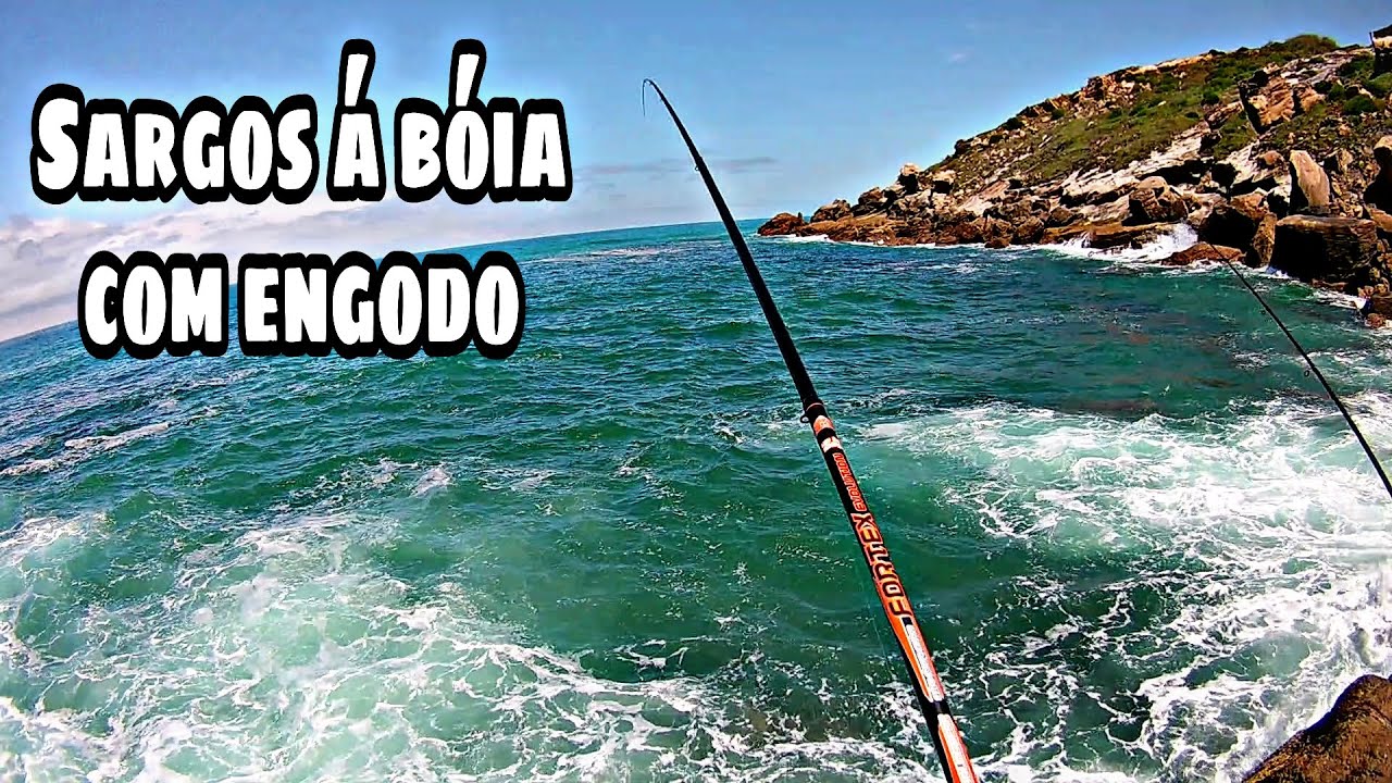 SARGOS Á BÓIA COM ENGODO