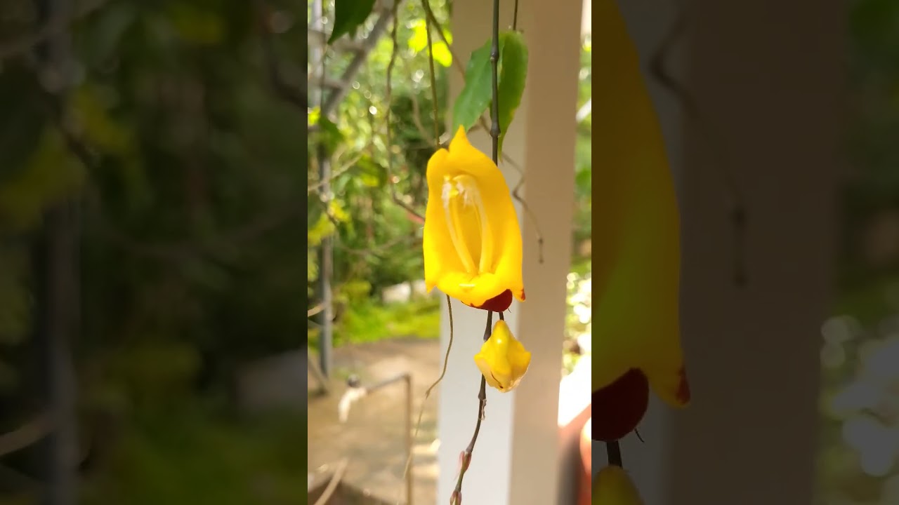 Cheers to the elegance of Indian clock vine blooms  #IndianClockVine #BlossomDelight #ExoticFlower