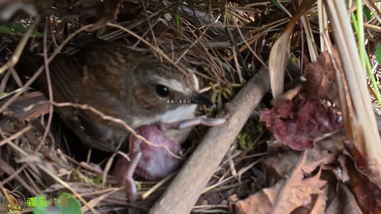 3 Fails! Cuckoo Can’t Push Chicks Out—Guardrail Works杜鹃鸟3次想把小鸟推出鸟窝，小鸟都逃过一劫，护栏起作用了