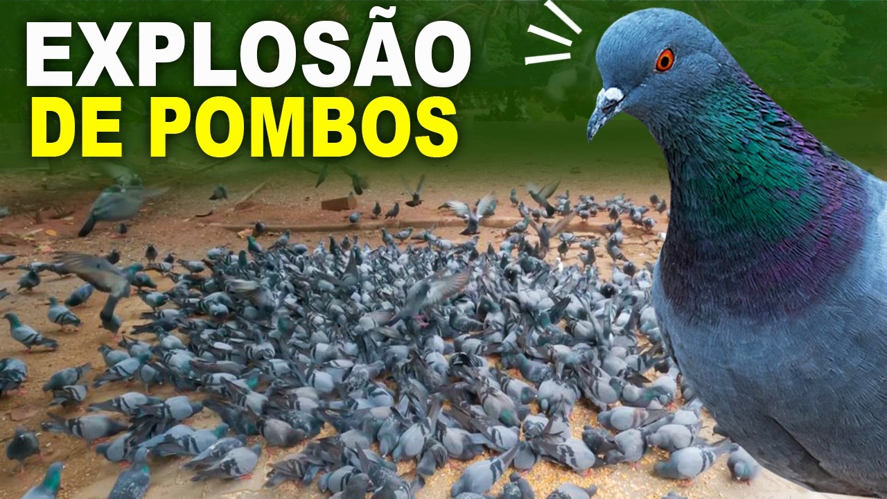 POMBO-DOM&Eacute;STICO est&aacute; aumentando rapidamente, esse &eacute; o motivo...