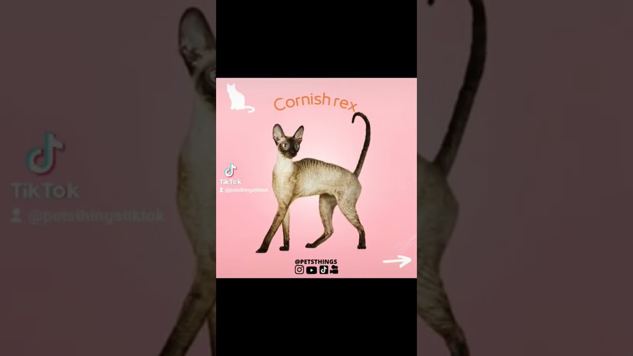 Alergia a gato? Veja as ra&ccedil;as de gatos que s&atilde;o  hipoalerg&ecirc;nicos. #gato #gatos #hipoalergenico