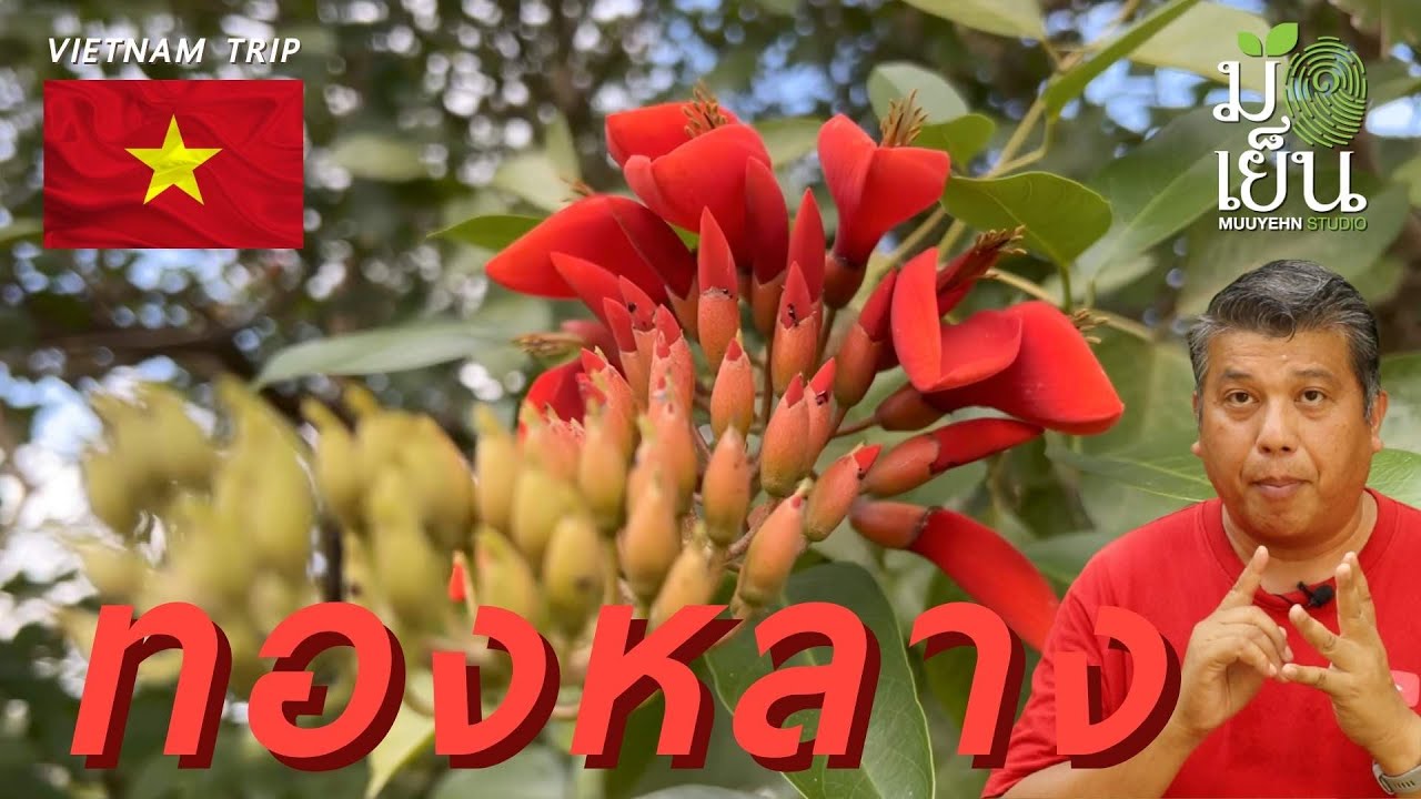 ทองหลาง ไม้ยืนต้นมากประโยชน์ ใบกินได้ ต้นเป็นยา ให้ดอกสีแดงสด Erythrina fusca