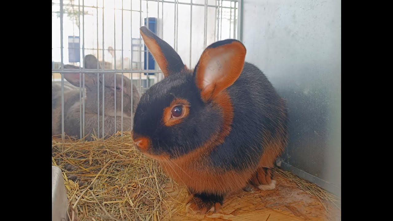 Okresní výstava Králíků, Holubů a jiné...