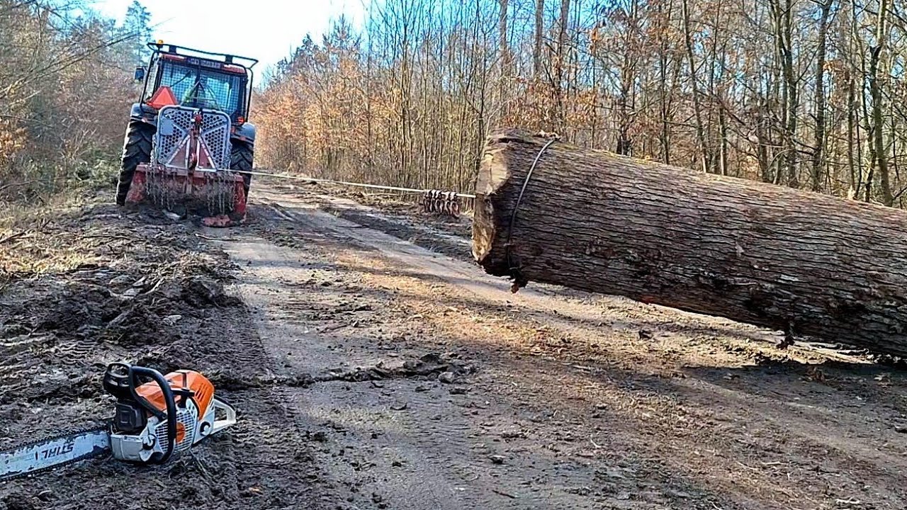 Вырубка больших дубов у асфальтированной дороги, Amles, Stihl ms 500i, Zetor, Работа в лесу, Вырубка
